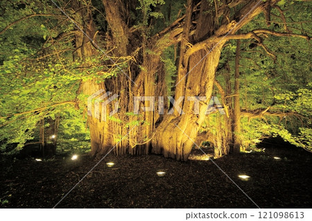 青森縣北長澤市,夜間燈火通明的大銀杏樹 青森縣北長澤市,夜間燈火通明的大銀杏樹 121098613