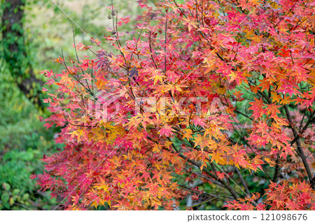 Ginzan onsen, Yamagata, Japan, Vibrant autumn leaves in red and orange hues. 121098676