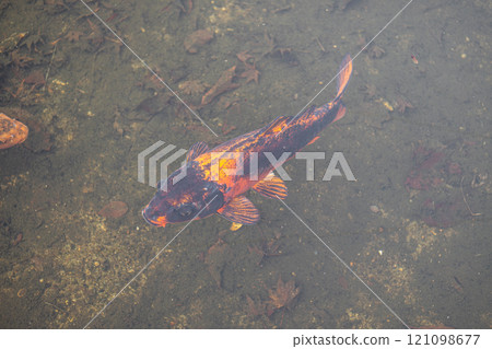 Ginzan onsen, Yamagata, Japan, Colorful fish swimming in clear water. 121098677