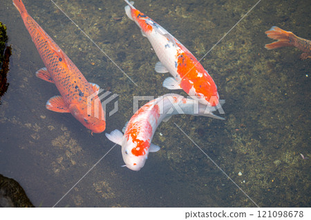 Ginzan onsen, Yamagata, Japan, Colorful koi fish swimming in clear water. 121098678