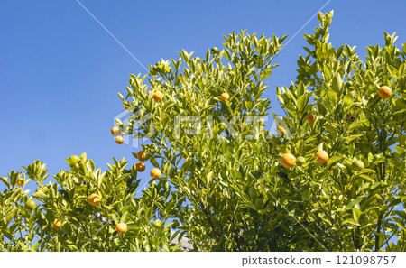 Blue sky and citrus Blue sky and citrus 121098757