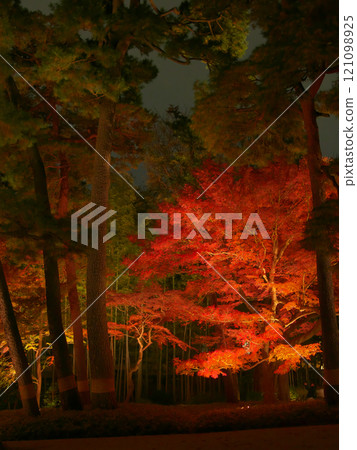 Beautiful illuminated autumn leaves Natural scenery (December 2024) Beautiful illuminated autumn leaves Natural scenery (December 2024) 121098925