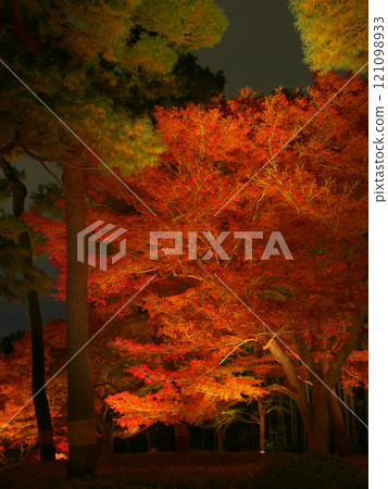 Beautiful illuminated autumn leaves Natural scenery (December 2024) Beautiful illuminated autumn leaves Natural scenery (December 2024) 121098933