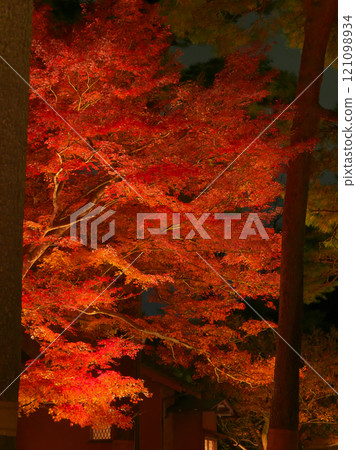 Beautiful illuminated autumn leaves Natural scenery (December 2024) 121098934