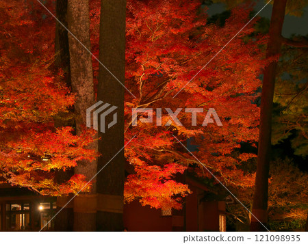 Beautiful illuminated autumn leaves Natural scenery (December 2024) Beautiful illuminated autumn leaves Natural scenery (December 2024) 121098935
