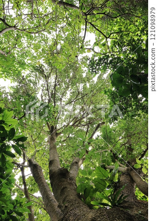 一種天然植物,山牛蒡樹,又稱「墨西哥山牛蒡」。雖然它是一棵大樹,但它是屬於蓼科的草本植物。 一種天然植物,山牛蒡樹,又稱「墨西哥山牛蒡」。雖然它是一棵大樹,但它是屬於蓼科的草本植物。 121098979
