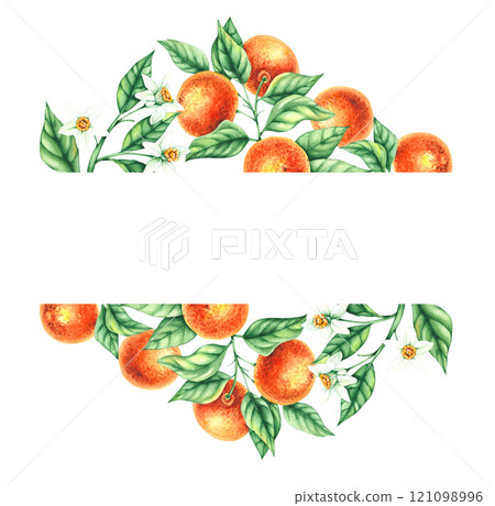 Watercolor botanical illustration with hand drawn tangerines Watercolor botanical illustration with hand drawn tangerines 121098996