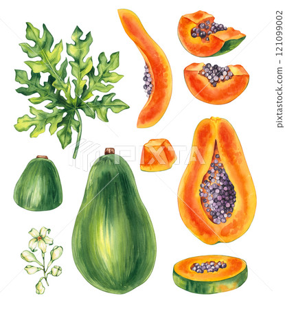 Watercolor papaya tropical fruit hand drawn isolated 121099002