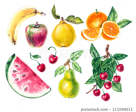 Watercolors Plants Vegetables Botanical Illustrations 121099011