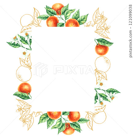 Watercolor botanical illustration with hand drawn tangerines Watercolor botanical illustration with hand drawn tangerines 121099038