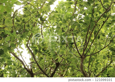 Nature Plants: The pokeweed tree is native to South America. It has large, dense leaves on its spreading branches and is used as a shade tree. 121099101