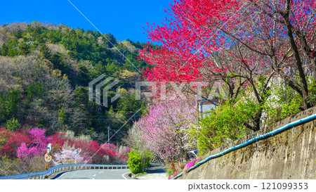 Flowering peach in full bloom 121099353