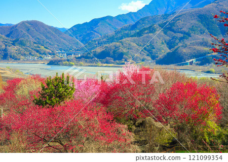 Peach blossoms blooming along the Fuji River 121099354
