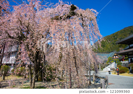 Weeping cherry blossoms blooming in the temple grounds 121099360