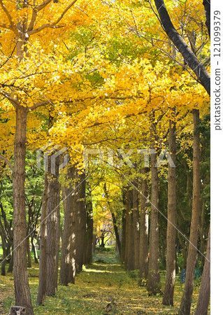 Ginkgo aki 121099379