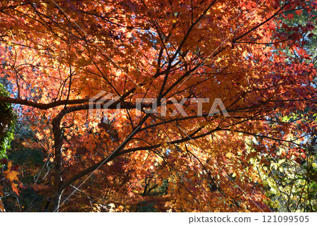 Autumn leaves of Imutaike 121099505