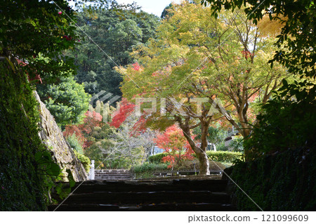 Autumn leaves of Kandakeen Autumn leaves of Kandakeen 121099609