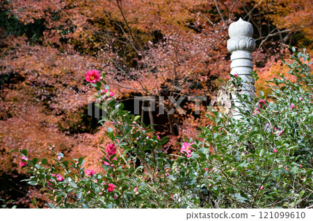 Autumn leaves of Kanmuridake Shrine Autumn leaves of Kanmuridake Shrine 121099610