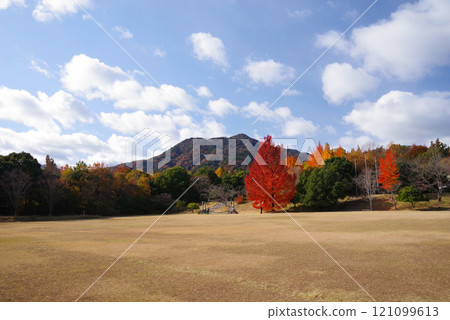 [Large Ginkgo tree and red Christmas tree] Autumn leaves at Mie Prefectural Forest 121099613