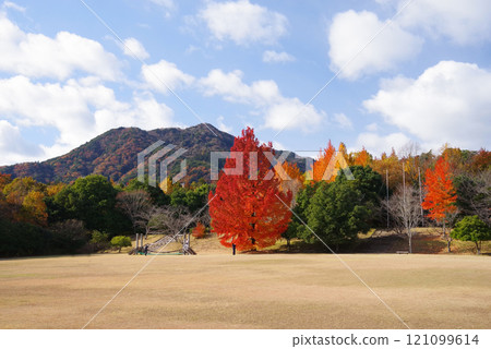 [Large Ginkgo tree and red Christmas tree] Autumn leaves at Mie Prefectural Forest 121099614