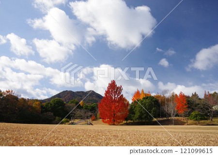 《大風樹/紅聖誕樹》「三重縣立森林」的紅葉 121099615