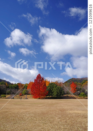 [Large Ginkgo tree and red Christmas tree] Autumn leaves at Mie Prefectural Forest 121099616