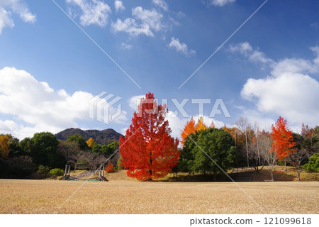 [Large Ginkgo tree and red Christmas tree] Autumn leaves at Mie Prefectural Forest 121099618