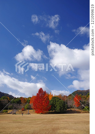 [Large Ginkgo tree and red Christmas tree] Autumn leaves at Mie Prefectural Forest 121099619