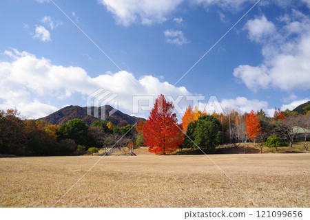 《大風樹/紅聖誕樹》「三重縣立森林」的紅葉 121099656