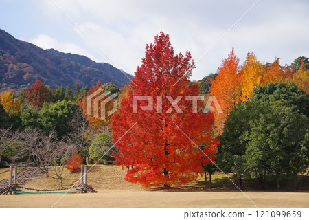 《大風樹/紅聖誕樹》「三重縣立森林」的紅葉 121099659