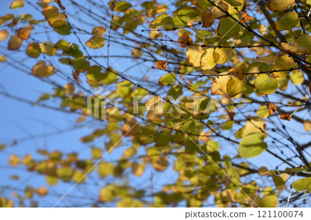 Autumn leaves in the sky(Katsura tree) Autumn leaves in the sky(Katsura tree) 121100074