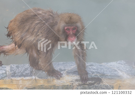 雪地溫泉猴 121100332
