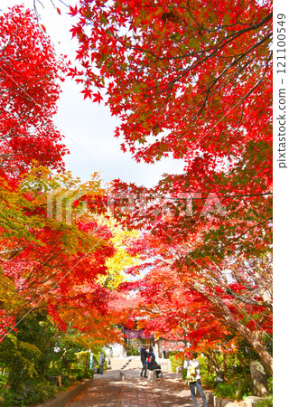 [Yamaguchi City, Yamaguchi Prefecture] Autumn at the Ouchi Clan Ruins and the Tunnel of Autumn Leaves 121100549
