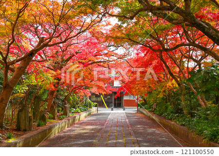[Yamaguchi City, Yamaguchi Prefecture] Autumn at the Ouchi Clan Ruins and the Tunnel of Autumn Leaves 121100550