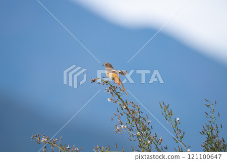 A female Daurian redstart hibernating in farmland in early winter 04 121100647