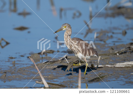 初冬荷田停歇的丹頂夜鷺 08 121100661