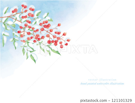 Vector illustration of snow-capped nandina painted in watercolor 121101329