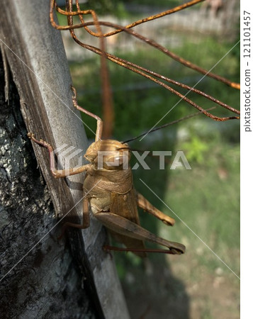 A grasshopper hanging on a pole in the countryside 121101457