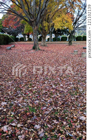 Fallen leaves in the park Winter park Fallen leaves in the park Winter park 121102139