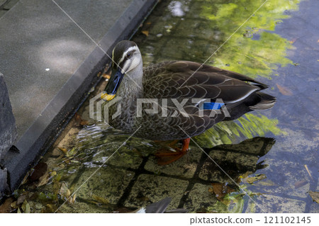 A mother and her ducklings swimming in a pond A mother and her ducklings swimming in a pond 121102145