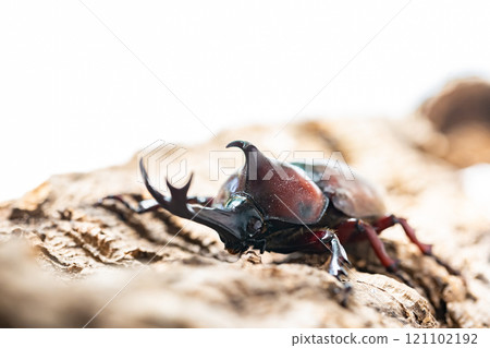 Beetle Beetle 121102192