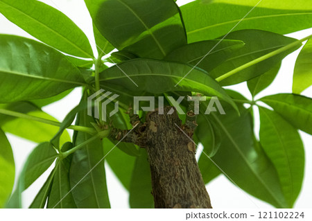 從下面看發財樹觀賞植物 從下面看發財樹觀賞植物 121102224