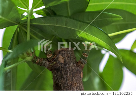 從下面看發財樹觀賞植物 從下面看發財樹觀賞植物 121102225