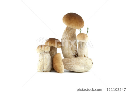 Fresh porcini mushrooms isolated on white background for culinary use Fresh porcini mushrooms isolated on white background for culinary use 121102247