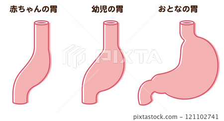 Baby Stomach Size 121102741