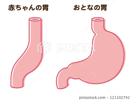 Baby Stomach Size 121102742