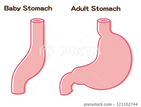 Baby Stomach Size Baby Stomach Size 121102744