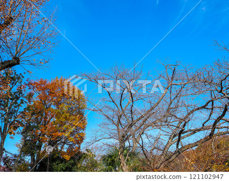 秋天天空和秋葉 121102947