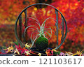 A Ryunohige moss ball bonsai tree with red autumn leaves in the background 121103617