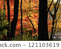 Autumn leaves trees 121103619